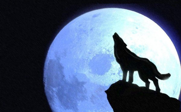 Тени Волков на фоне Луны