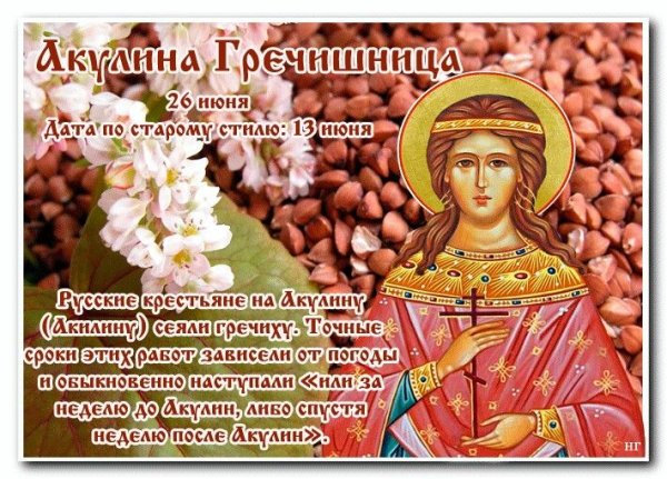 Акулина Гречишница 26 июня