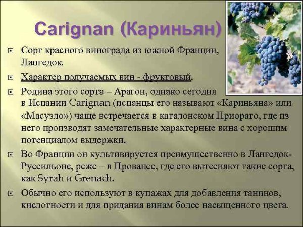 Carignan сорт винограда