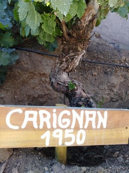 Международный день вина «Кариньян»