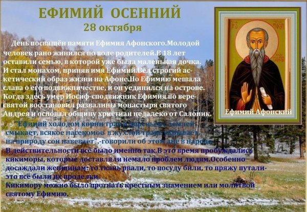 Ефимий осенний 28