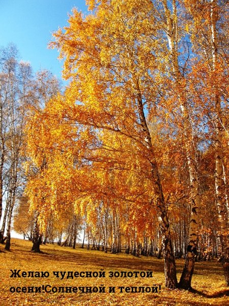 Открытки осень Золотая