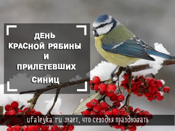 День красной рябины и прилетевших синиц 31 октября