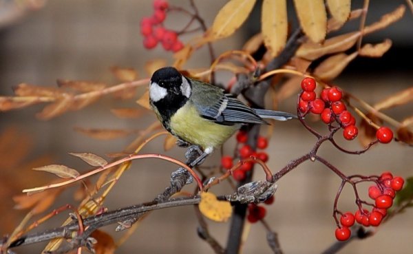 День красной рябины и прилетевших синиц 31 октября