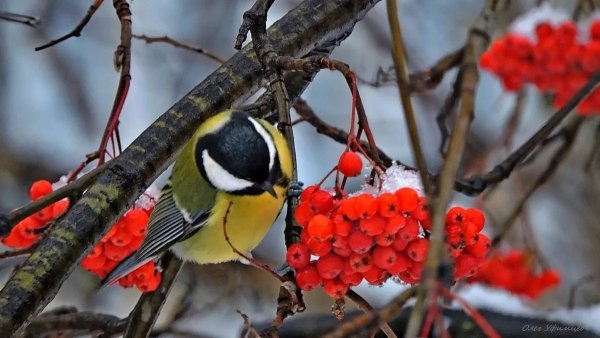 День красной рябины и прилетевших синиц 31 октября