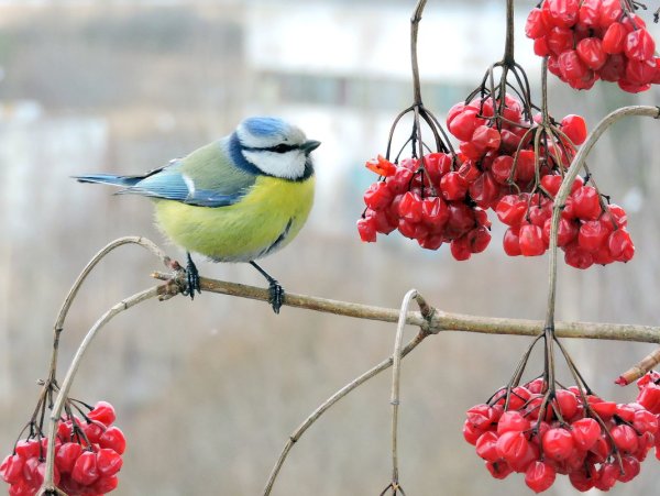 День красной рябины и прилетевших синиц картинки