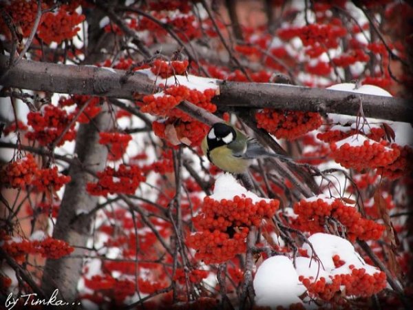 Красной рябины и прилетевших синиц