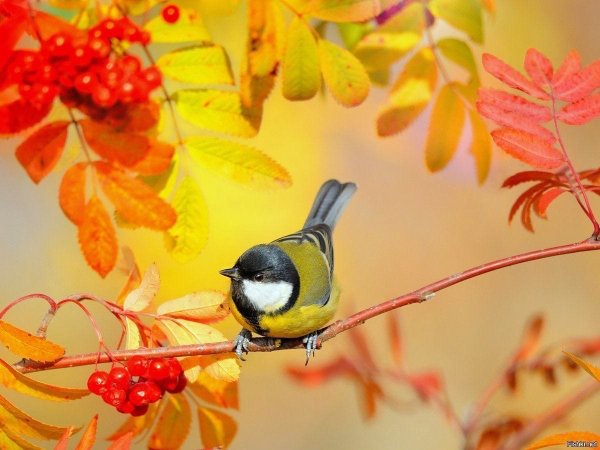 Синица на ветке осень