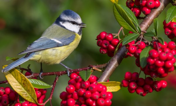 Синичка на ветке