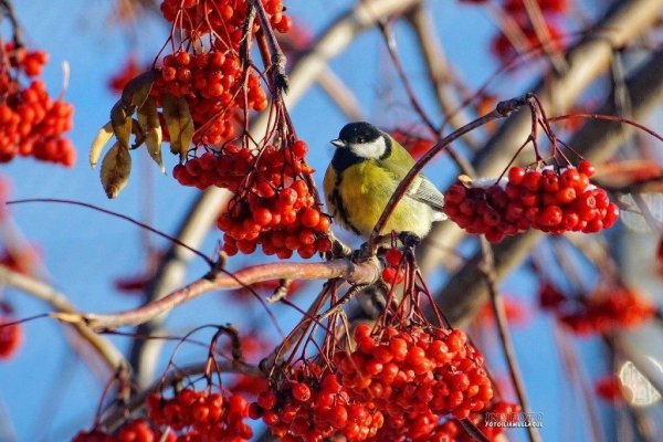 Красной рябины и прилетевших синиц