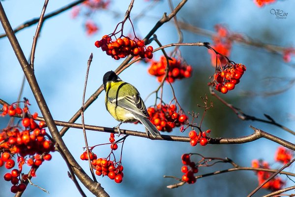 Синицы на рябине зимой