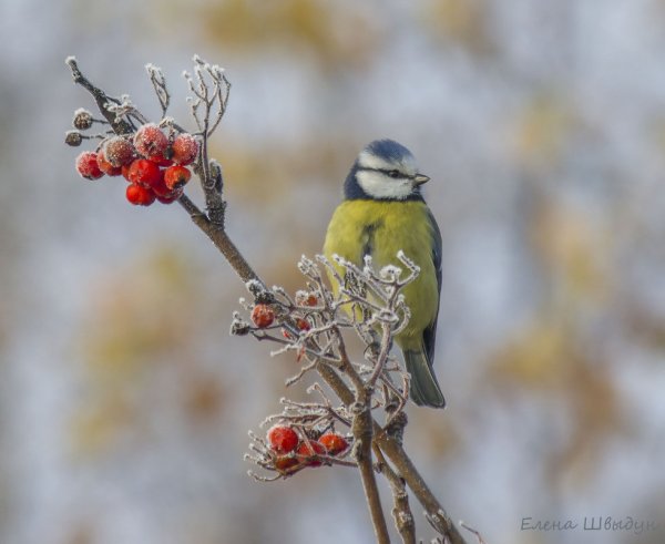 Синичка ест рябину