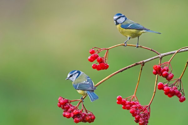 Лазоревка на рябине
