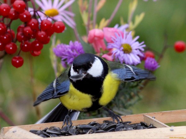 Веселые синицы