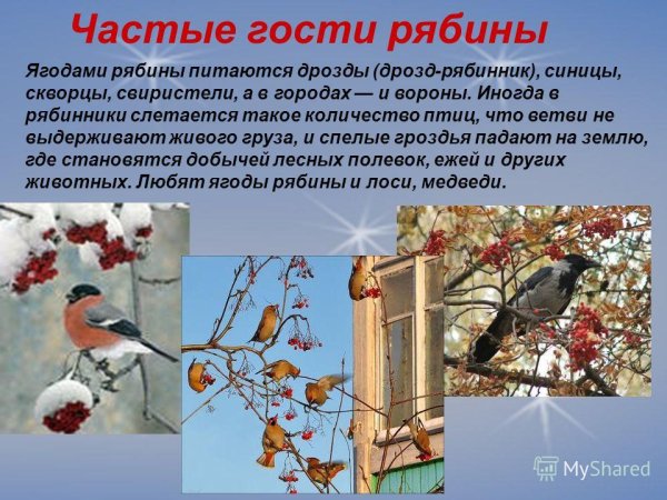 Гостья рябины