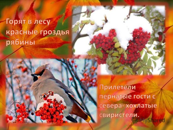 Рябина загадки про рябину