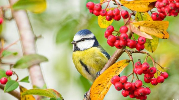 Синичка на рябине