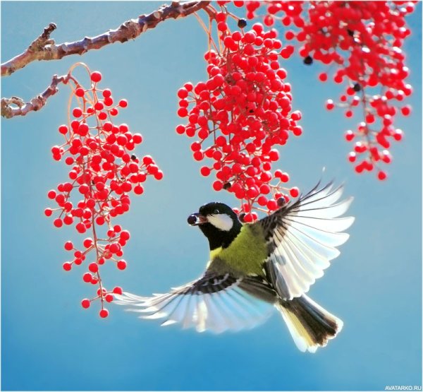 Очень красивые картинки ptic