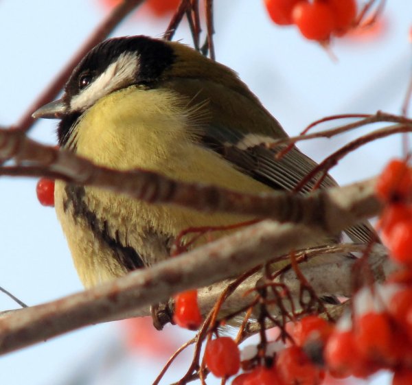 Красной рябины и прилетевших синиц