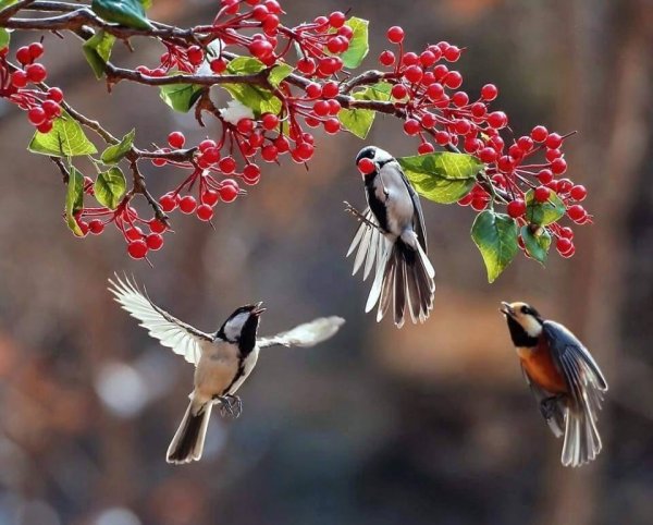 Красивые осенние птицы