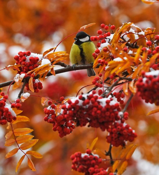 День красной рябины и прилетевших синиц 31 октября