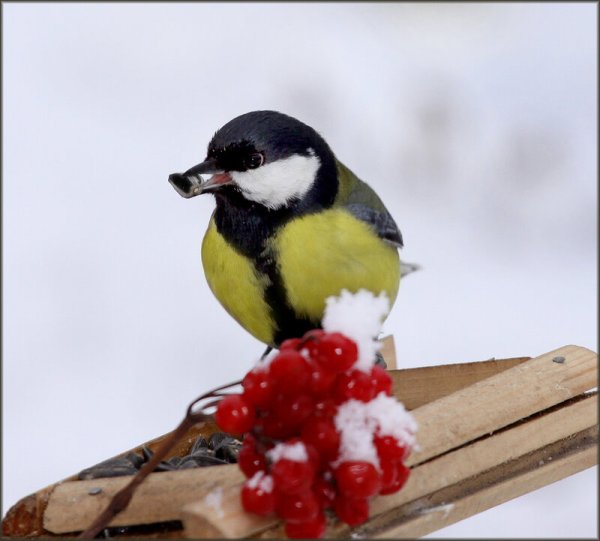 Синица с рябиной в клюве