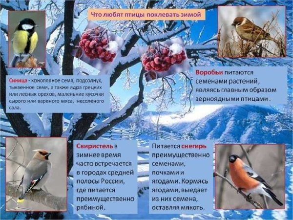 Корм зимующих птицах для дошкольников