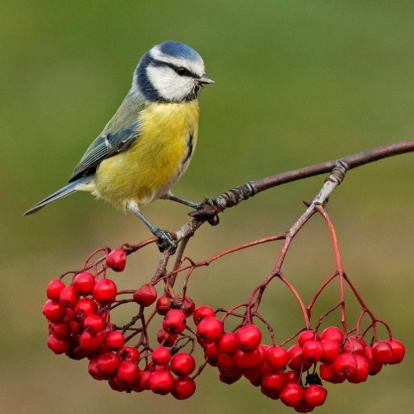 Синичка на рябине