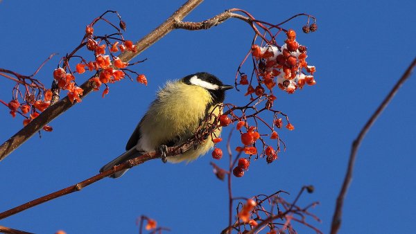Синичка на ветке рябины