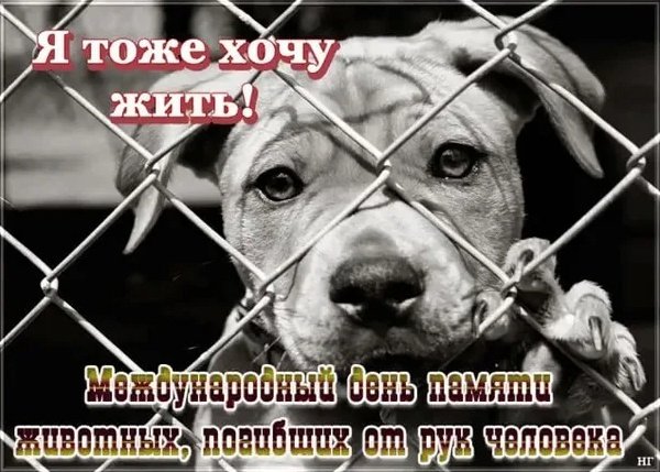 6 Ноября день памяти животных