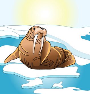 Моржи мультяшные