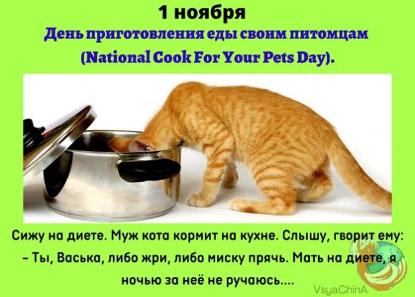 День приготовления еды своим питомцам