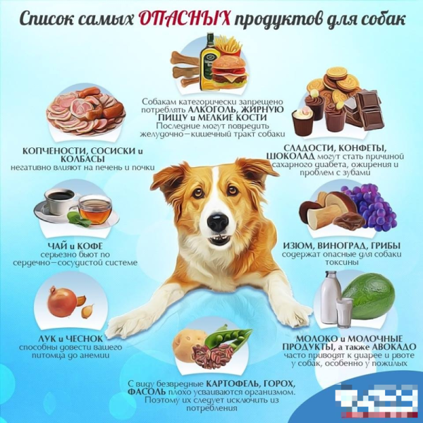 Опасные продукты для собак