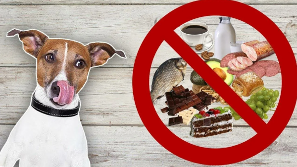 Вредные продукты для собак