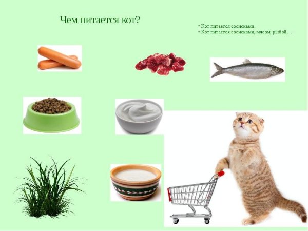 Чем питаются домашние животные
