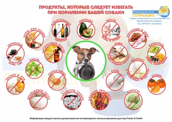 Что нельзя давать собакам