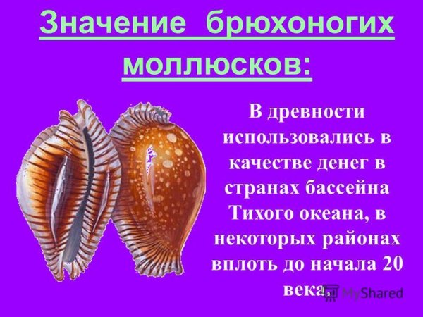 Личинка брюхоногих моллюсков