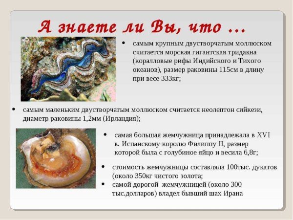 Доклад про моллюсков двустворчатые жемчужницы