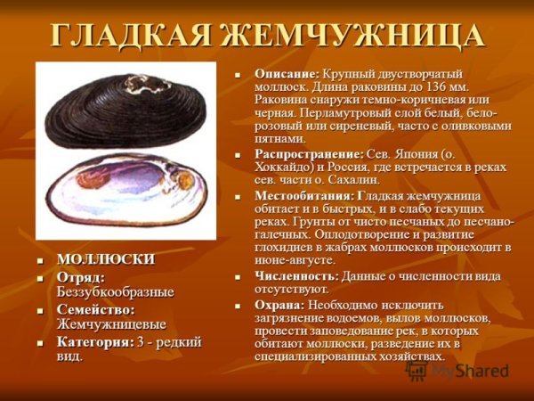 Жемчужница моллюск презентация