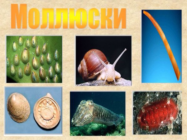 Моллюски животные представители