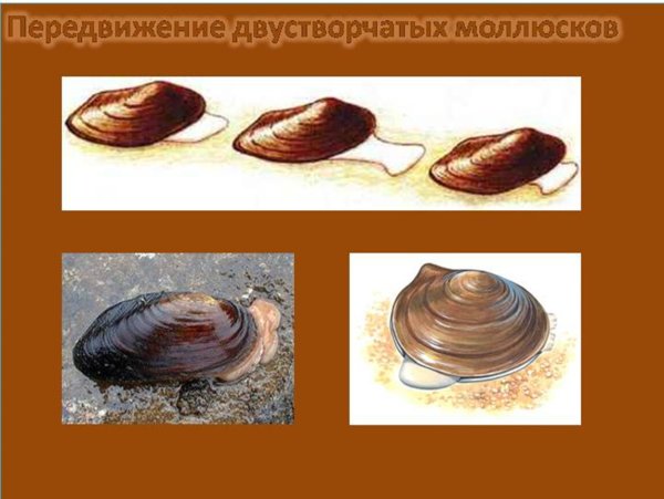 Передвижение двустворчатых моллюсков