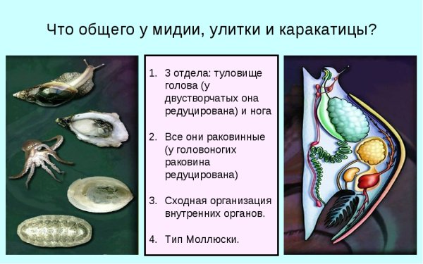 Моллюски типа мидий