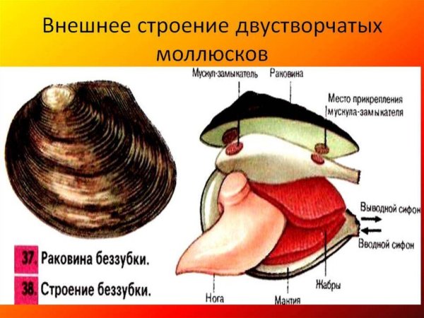 Части тела двустворчатых моллюсков таблица 7