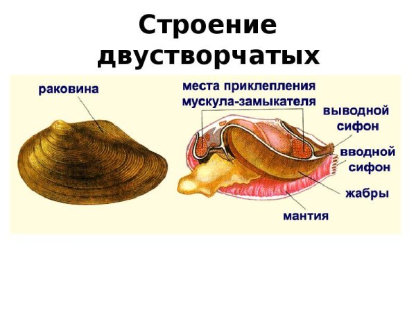 Перловица обыкновенная строение