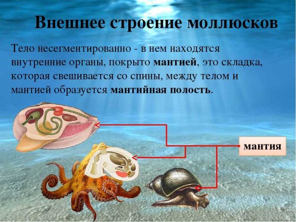 Строение моллюска 7 класс биология