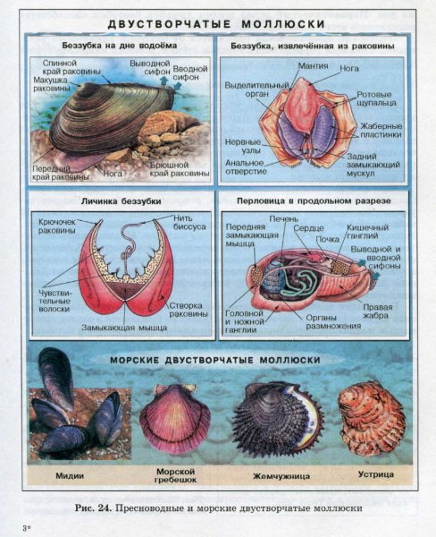 Цикл размножения беззубки