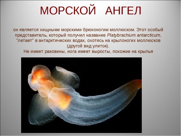 Информация о моллюсках