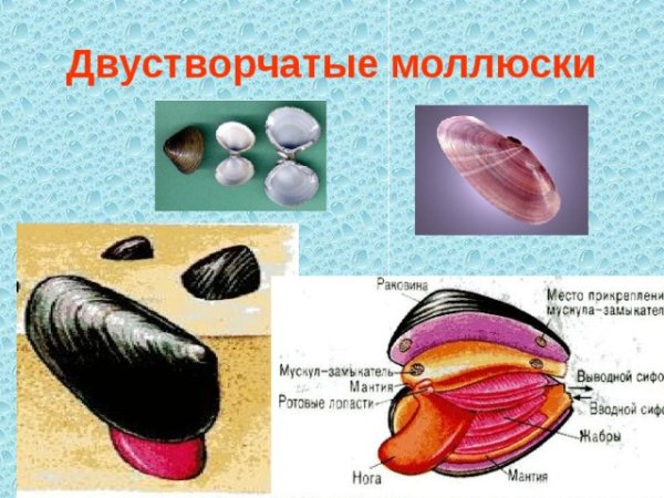 Беззубка моллюск мантия
