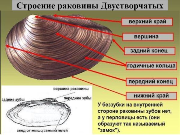 Строение раковины беззубки