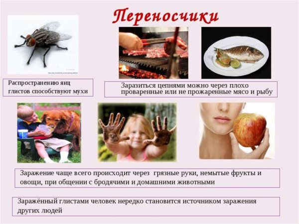 Переносчики глистных заболеваний